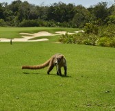 El Tinto Golf Course Cancun | Golfové zájezdy, golfová dovolená, luxusní golf