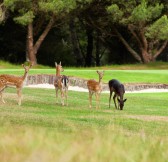 Wairakei Golf & Sanctuary | Golfové zájezdy, golfová dovolená, luxusní golf