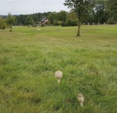 Golf Telč | Golfové zájezdy, golfová dovolená, luxusní golf