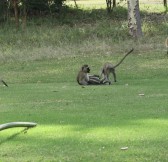 Royal Nairobi Golf Club | Golfové zájezdy, golfová dovolená, luxusní golf