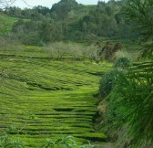 Faial-Horta3