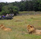 Jar-Gondwana-Private-Game-Reserve-39