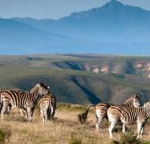 Jar-Gondwana-Private-Game-Reserve-40