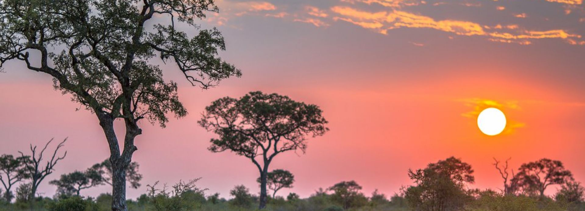 golf jar - johannesburg + kruger park  